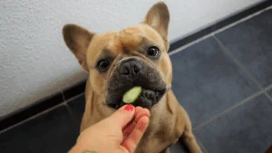 Why Heartworm